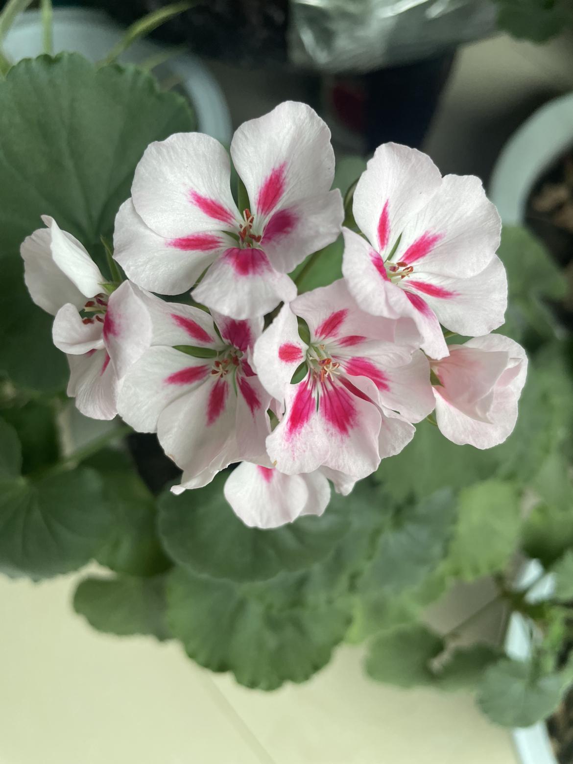 今天起来头是懵的，晕晕乎乎的，吃完午饭睡了一觉起来，头脑清醒了，也感觉舒服了！