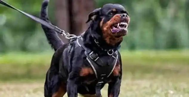 山西长治一起由狗咬人引发的命案引全网热议——被咬者摔死狗，狗主人带亲属上门打砸，