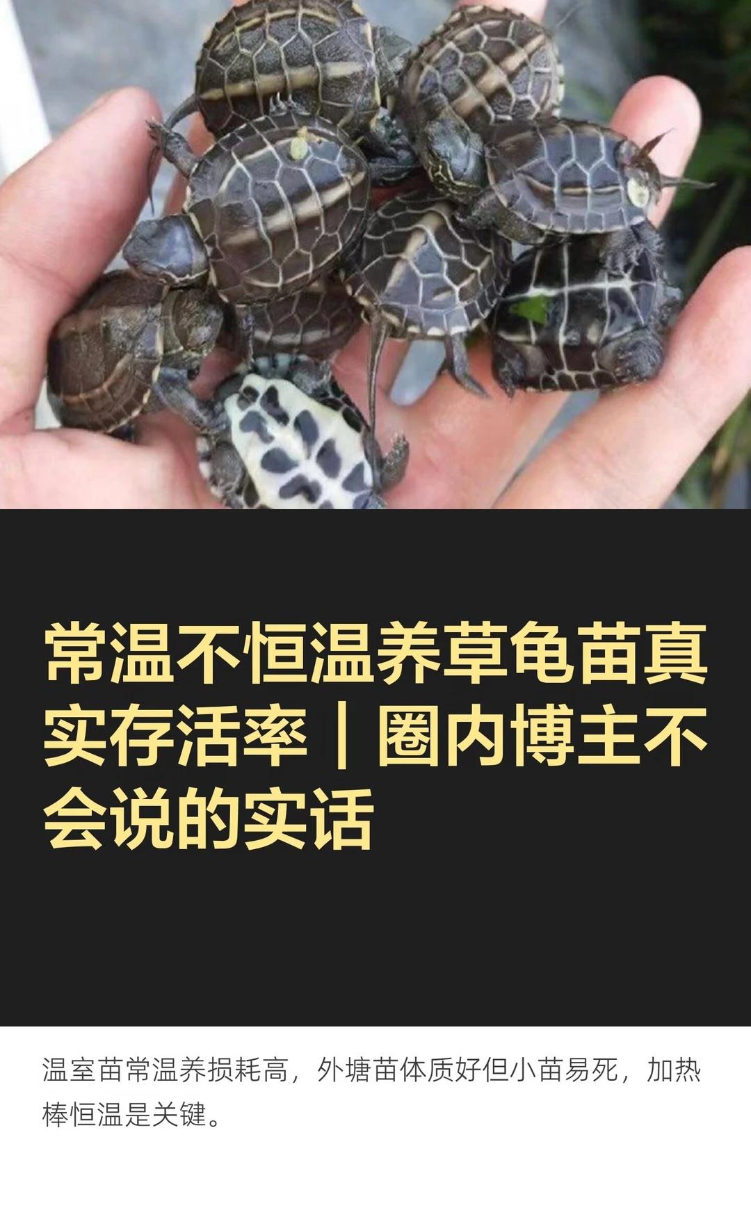 常温不恒温养草龟苗真实存活率｜圈内博主不
养龟 草龟 草龟苗 新手养龟 养龟避坑
