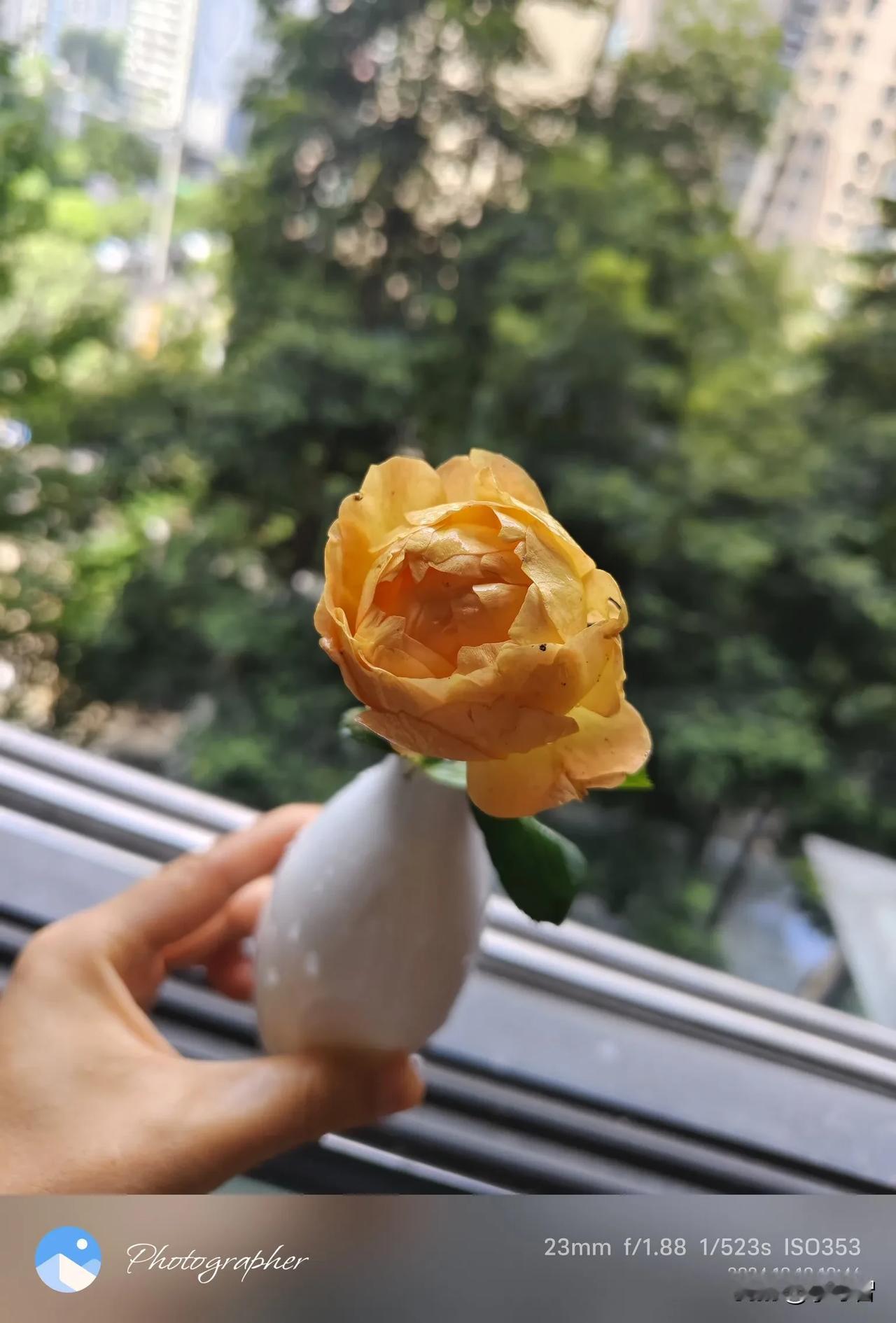 捡到一朵黄玫瑰，真的，捡的！它本来也不属于我，只是偶遇，可以短暂陪伴，不像其他固