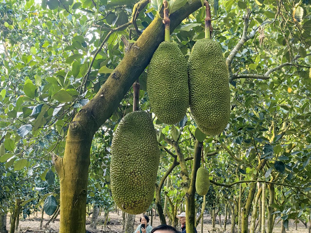 复盘：贵州茅台
    贵州茅台从1568.00点下跌以来，从空间看1568-1