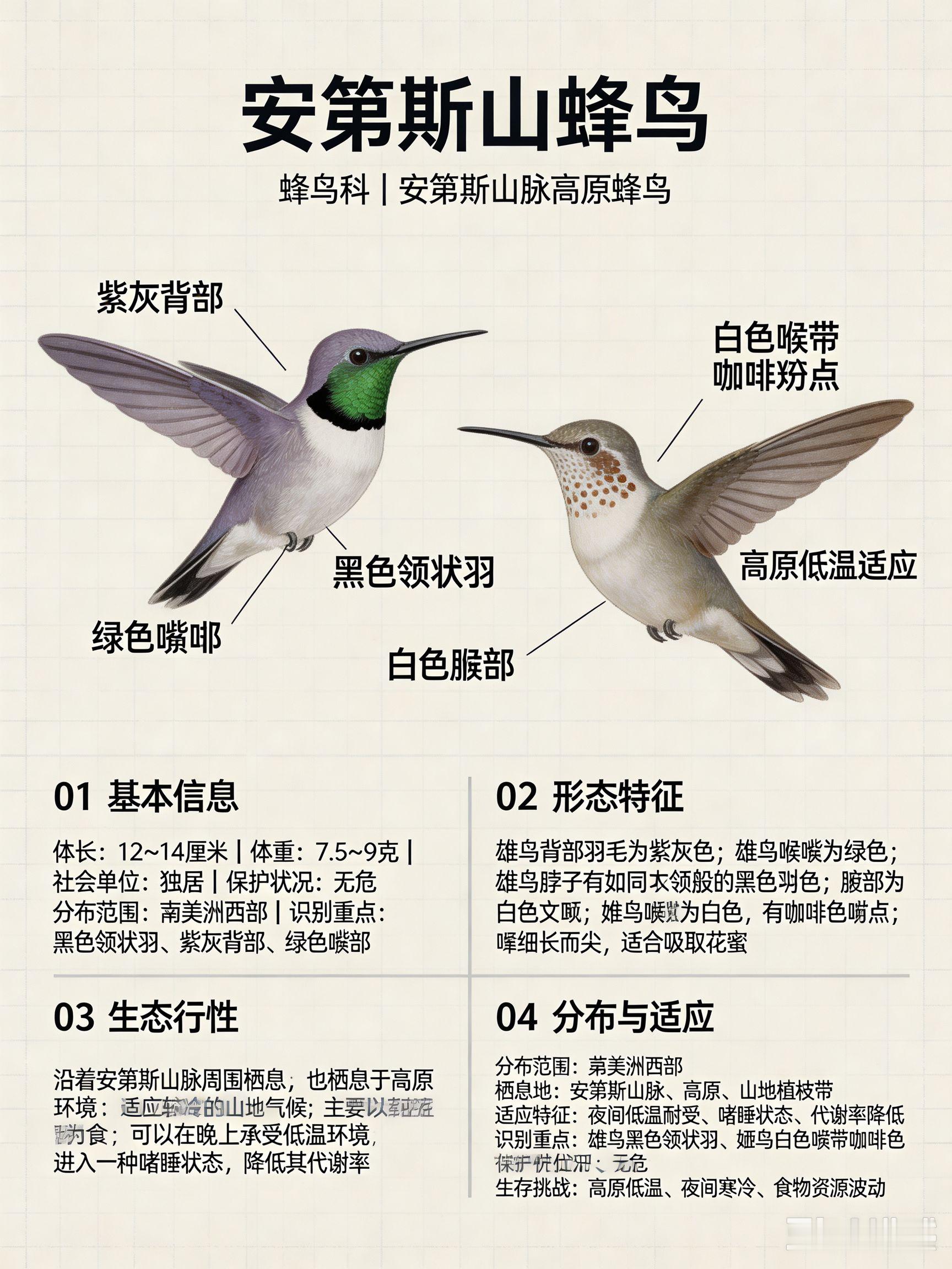 鸟类朋友图鉴 安第斯山蜂鸟体长：12~14 厘米体重：7.5~9 克社会单位：独