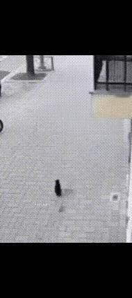 婴儿从高楼坠落，楼下猫咪看到，竟然奇迹般做出了救助动作，虽然它没有能力接住婴儿，