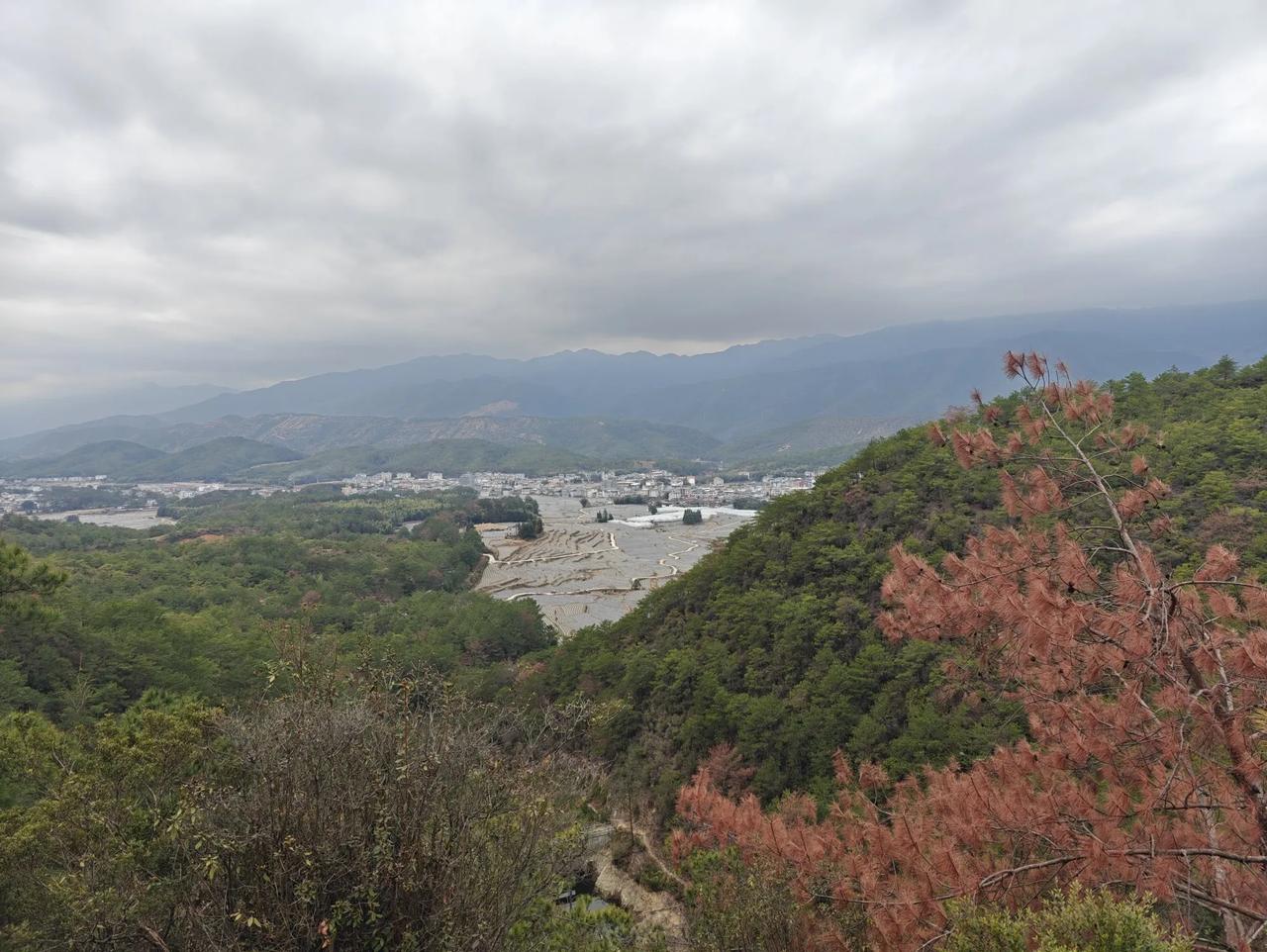 松树红了，漂亮，但不是景色美了，而是这颗松树得了线虫病，一种松树癌症，死了。现在