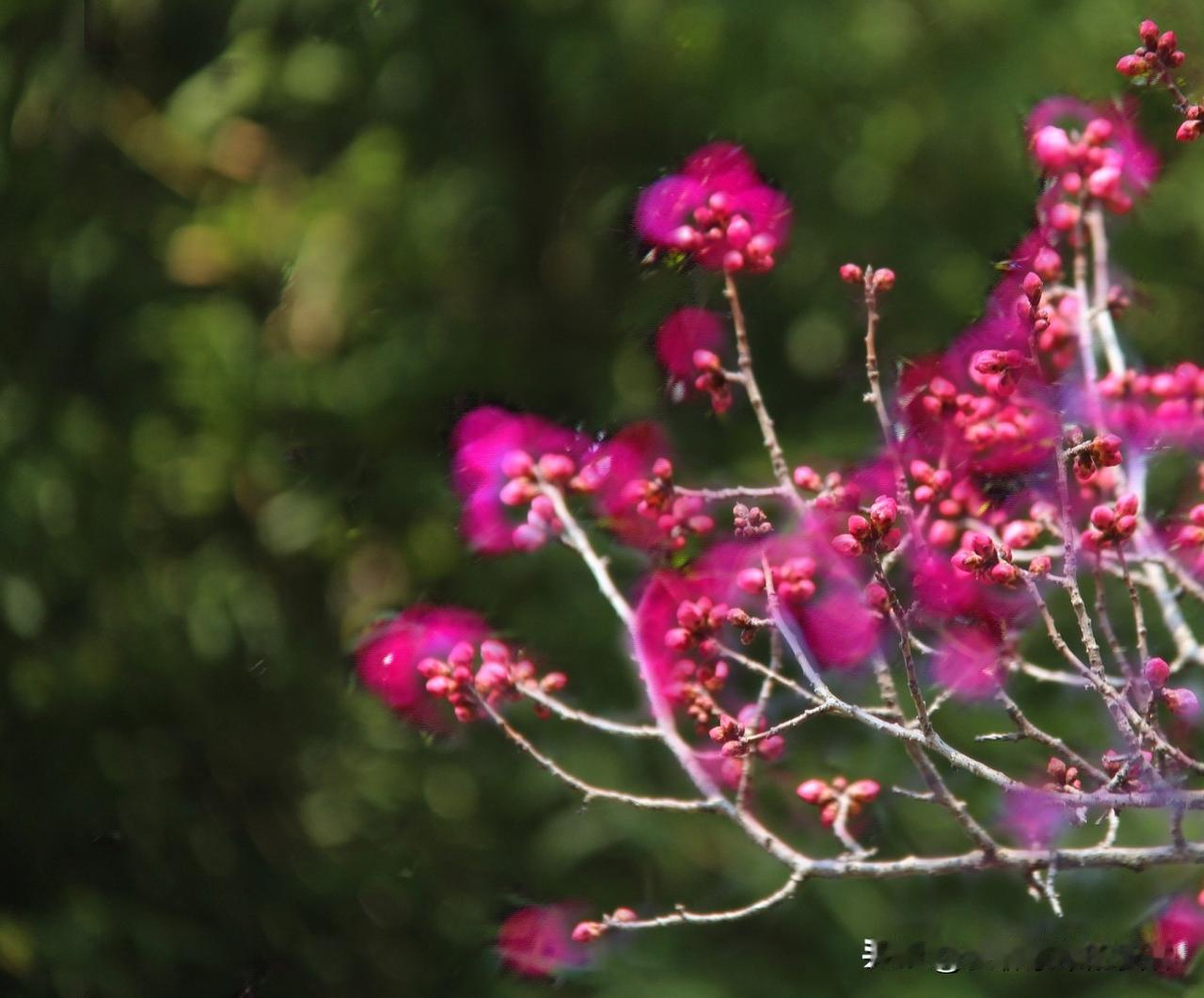 时序还没到，安康金州广场的红梅还没开。但颜色还是很好看的，打苞的骨朵也很饱满。