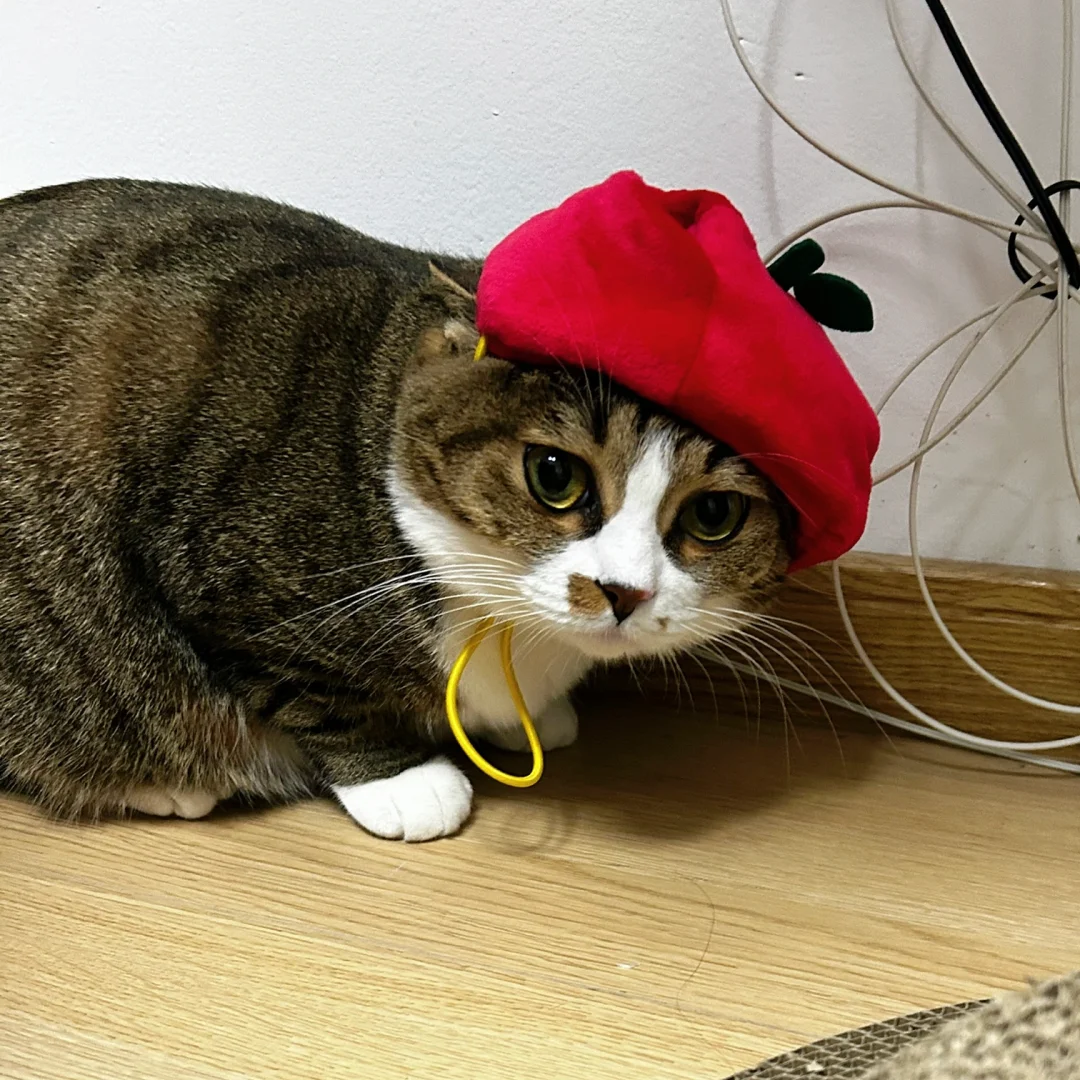 🍎被封印住的小苹果猫猫