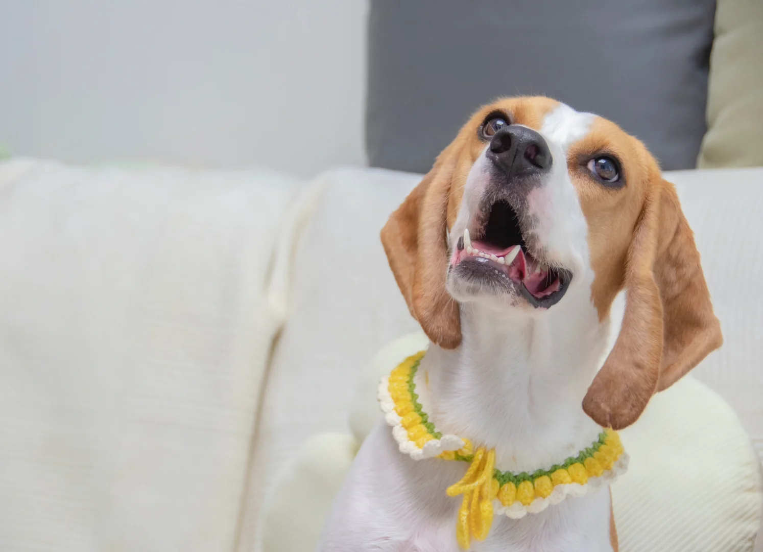 给傻狗拍正经的居家美照