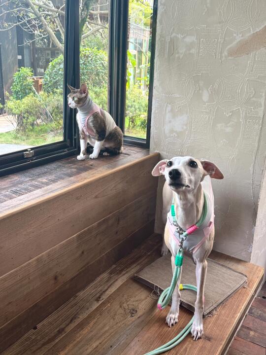 馋嘴的🐶姐和她那高冷的🐱弟