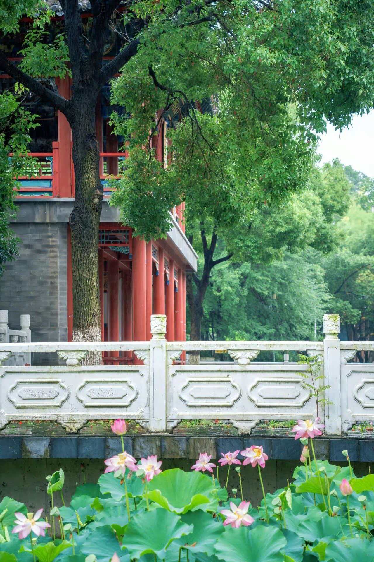 来武汉游长江赏湖光 【雨天出门玩！来东西湖，就是下江南】梅雨季也可以好好游武汉！