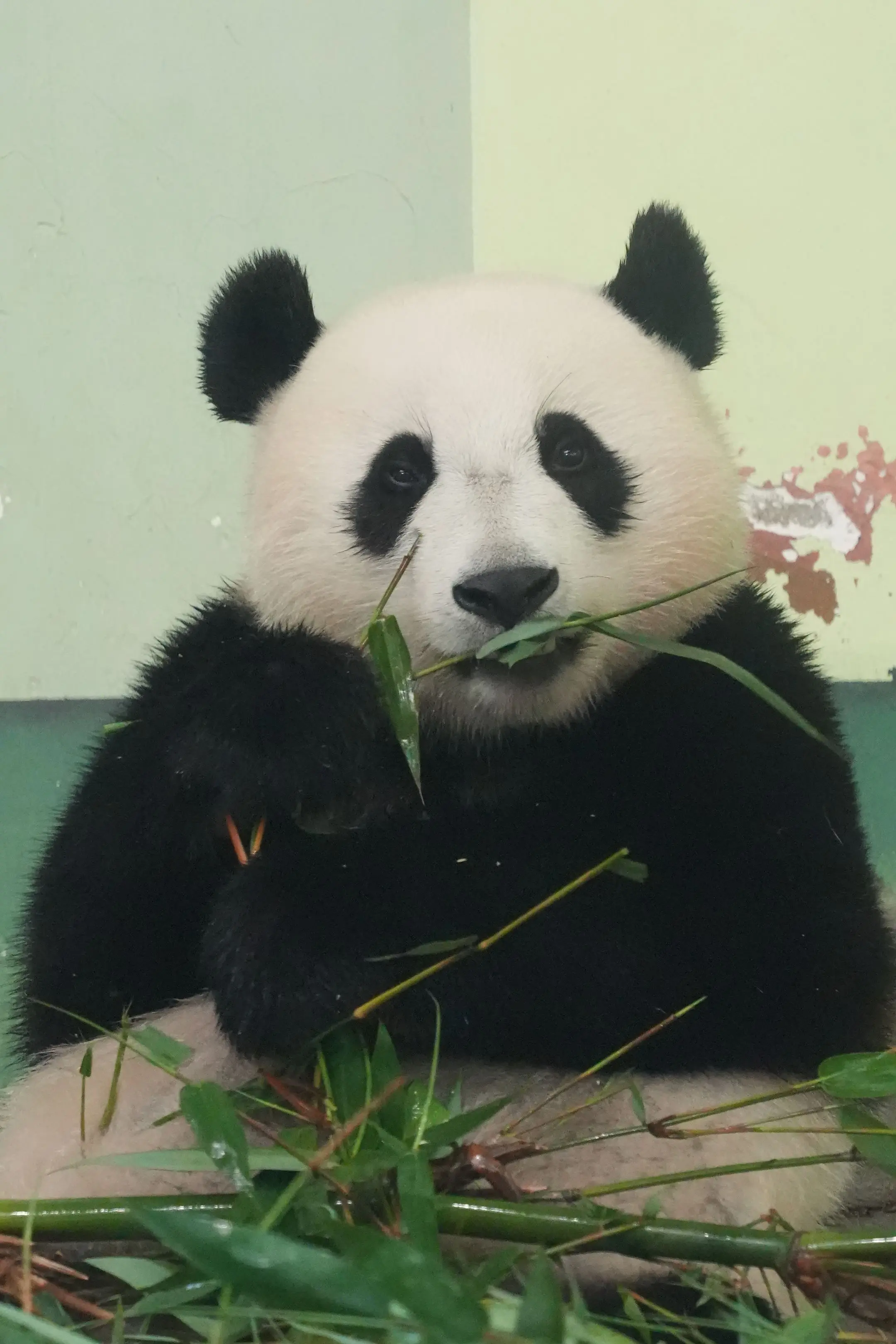 妹猪，都好大旧。（图2的笑点，能get到吗？）