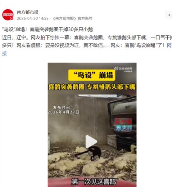 4月30日南方都市报发布，辽宁一位养鹅大姐发现自家30多只小鹅一夜毙命，身体完好