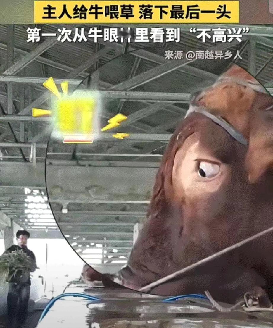 彻底解释不清了！
近日，中国日报、新华社转发了一个视频。画面中，主人把一头牛给喂