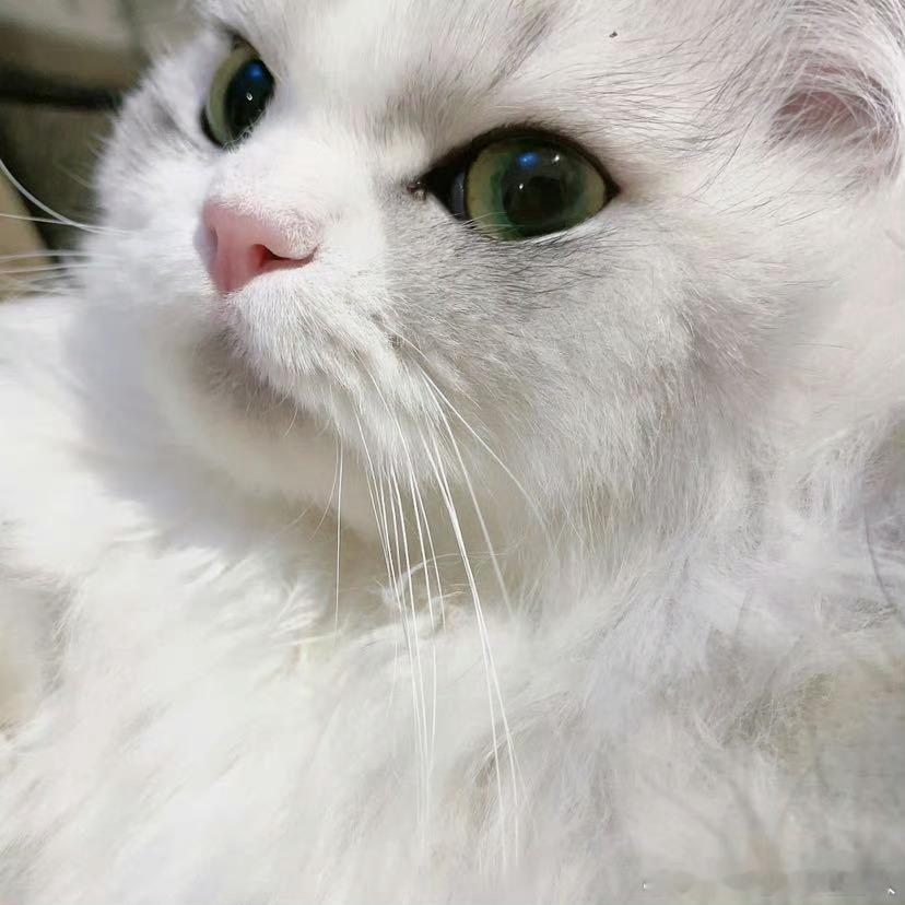不丢[超话]白白净净点小不丢😺 ​​​