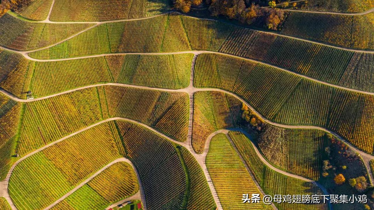 ［心灵旅行］德国🇩🇪秋季葡萄园鸟瞰(黑森林瓦恩哈尔特)

通往巴登的葡萄酒之