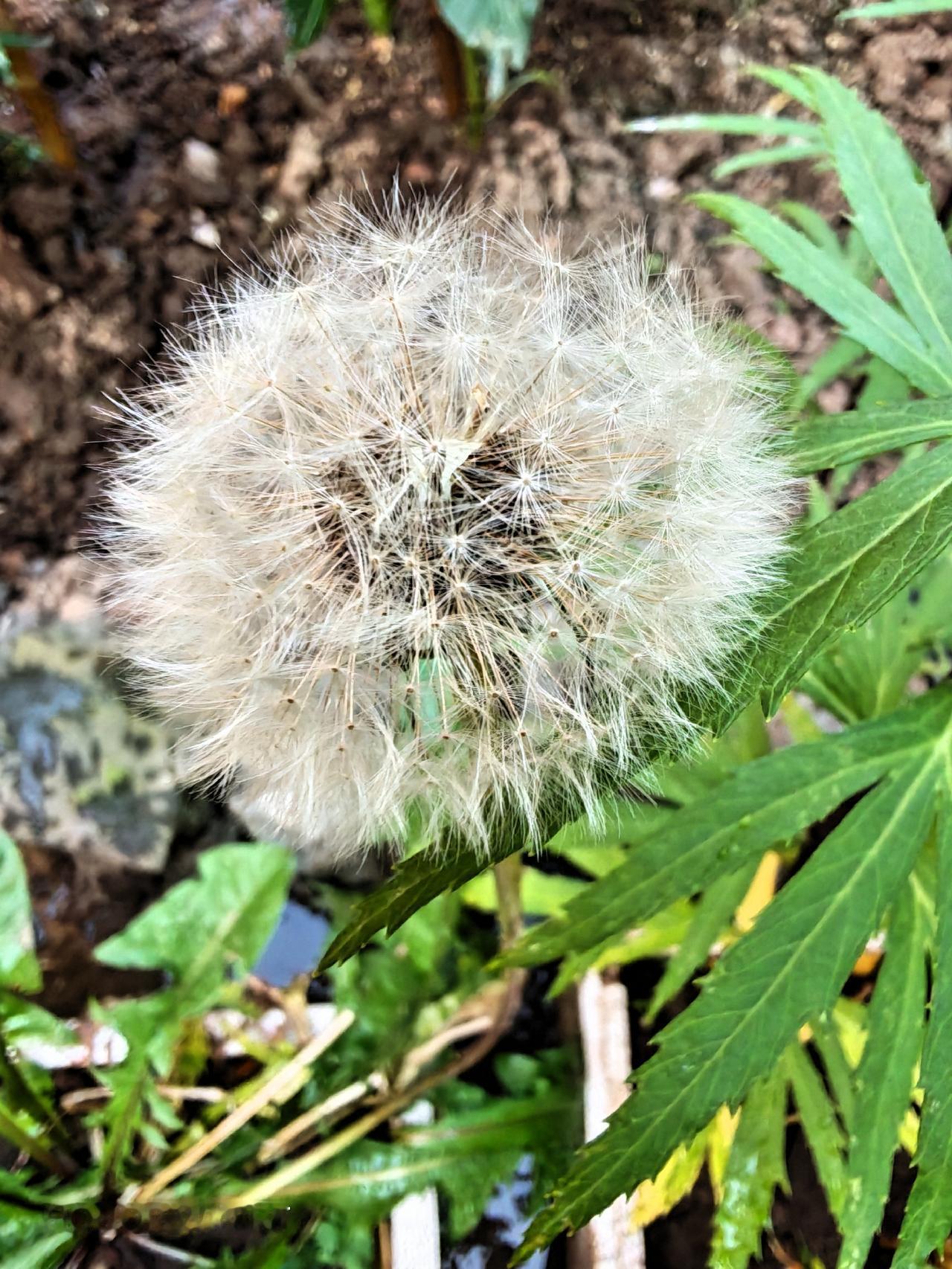 绿植开白花，美！
