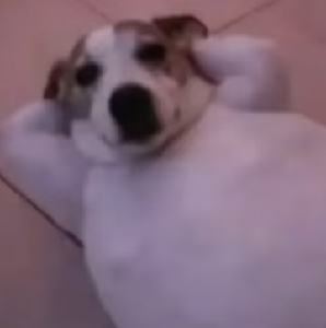 分享一下你最近做的奇怪的梦 