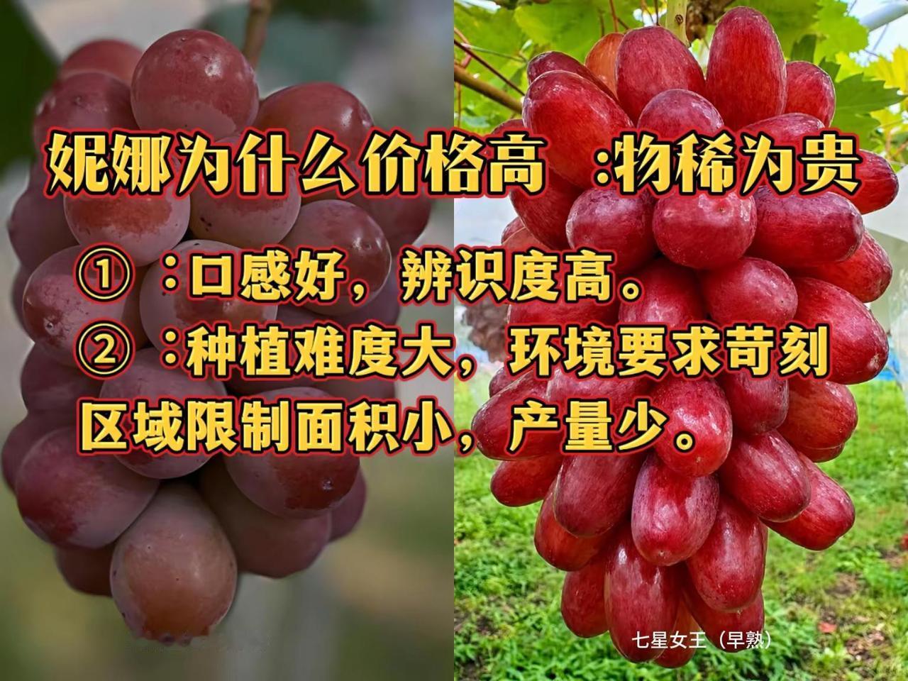 物以稀为贵。妮娜皇后