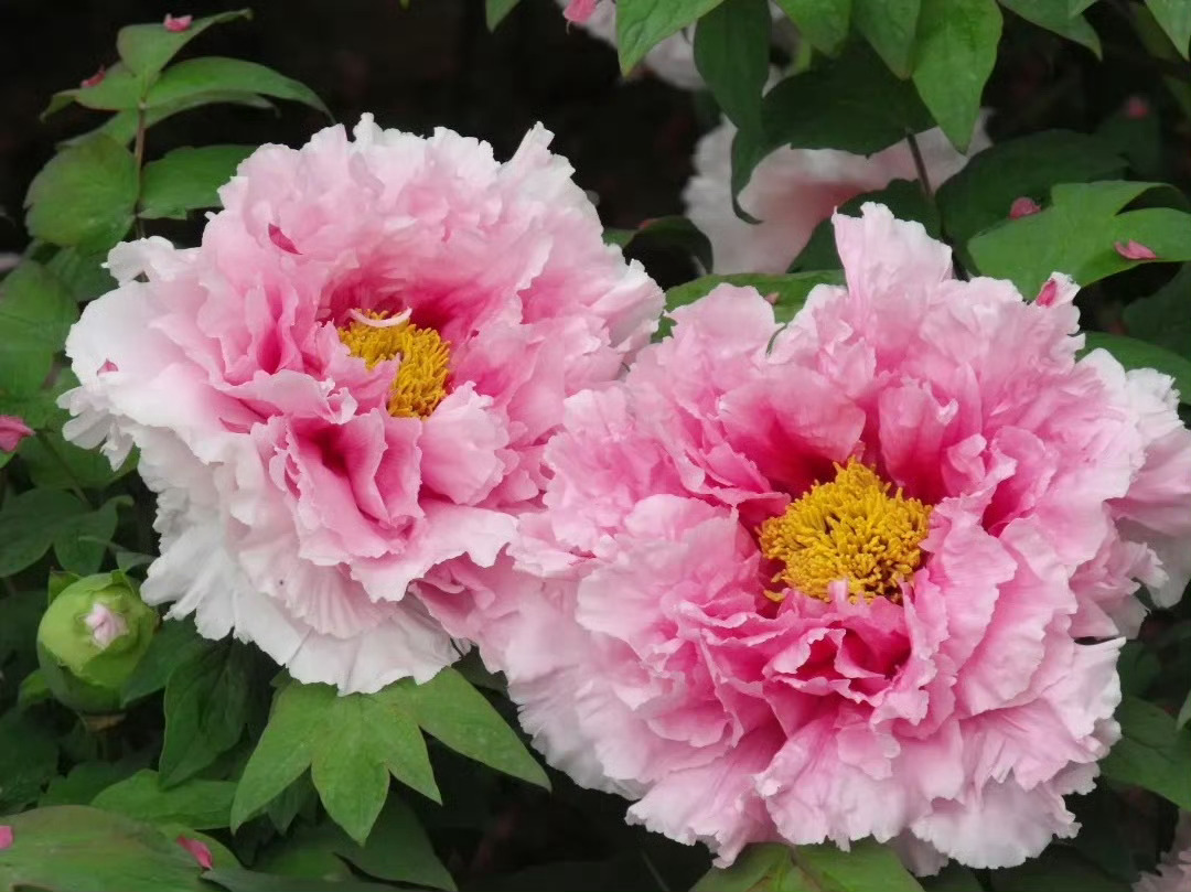 2株牡丹珍品同时绽放¹ 去赏牡丹可以带个卷尺，因为很多牡丹花又大又圆！可以量量花