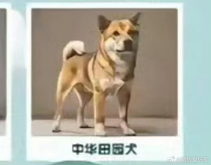 中华田园犬 禁养到底是谁做了这个违背老祖宗的决定！ ​​​
