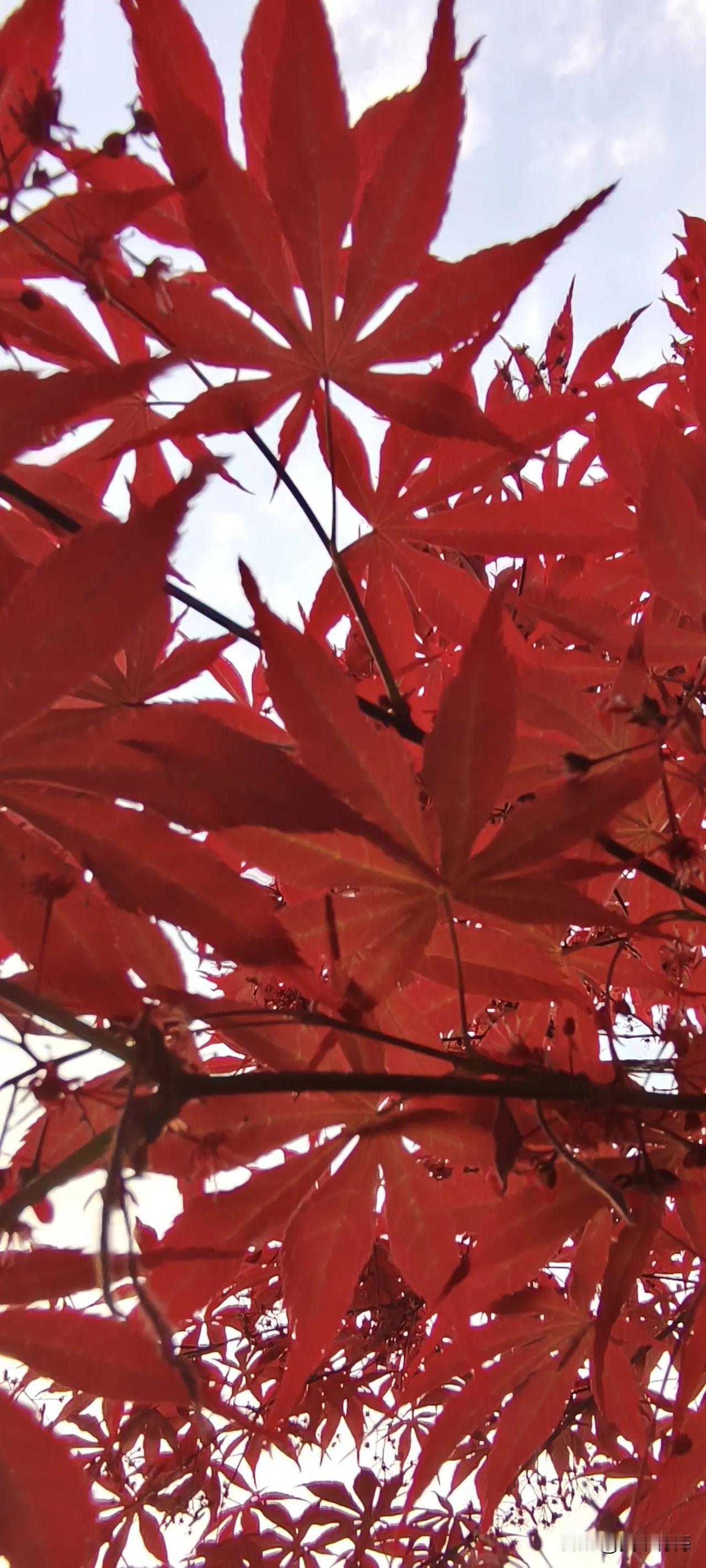 晒出你的本地生活山里同样热闹非凡……。