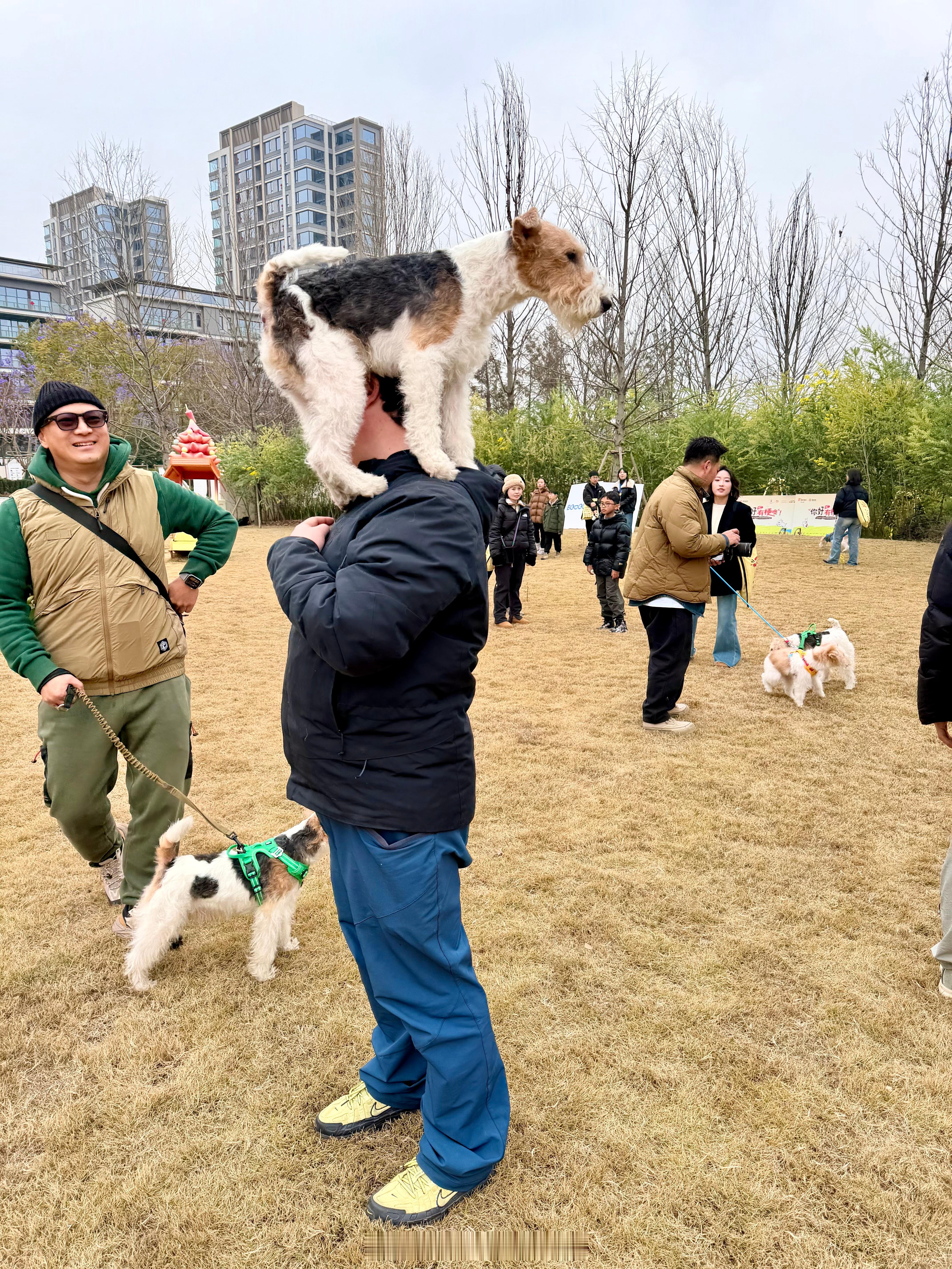 朋友的小狗开表演了一个独立哈哈哈 
