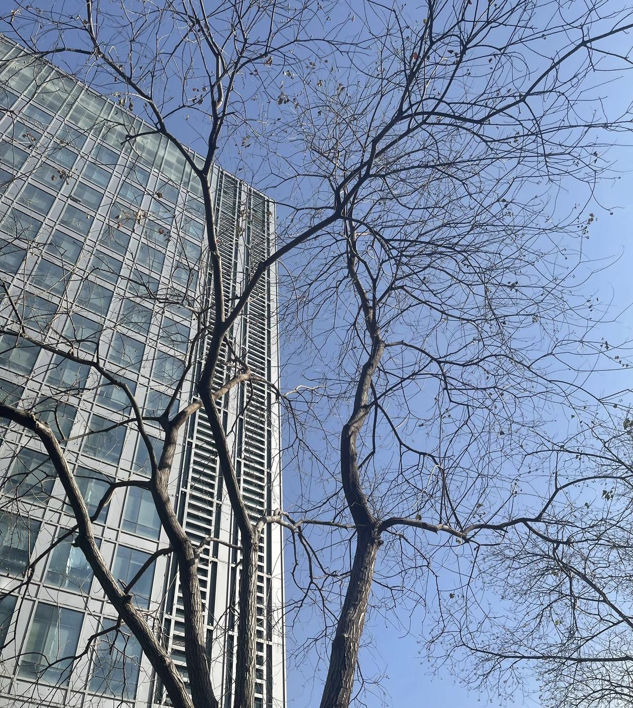 等红绿灯的间隙一抬头，就被眼前的画面抓住了目光。
 
光秃的枝桠像天然的线条艺术