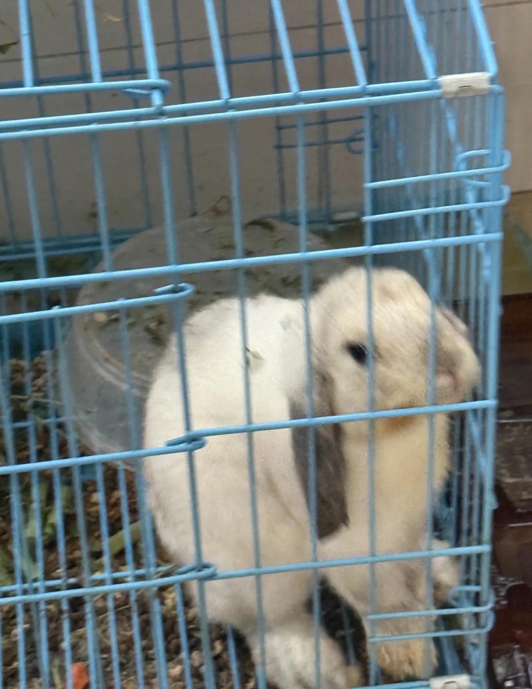 求助！！坐标福州鼓楼区兔子求领养
[汗][汗]我大学刚毕业回家，发现我妈捡了个兔