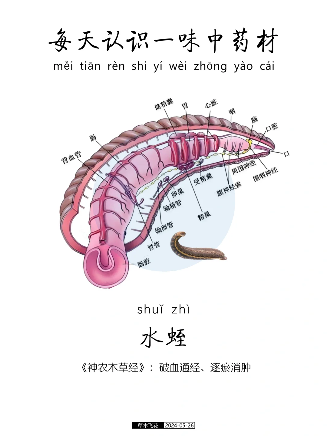 No.368期 每天认识一味中草药-水蛭🐛