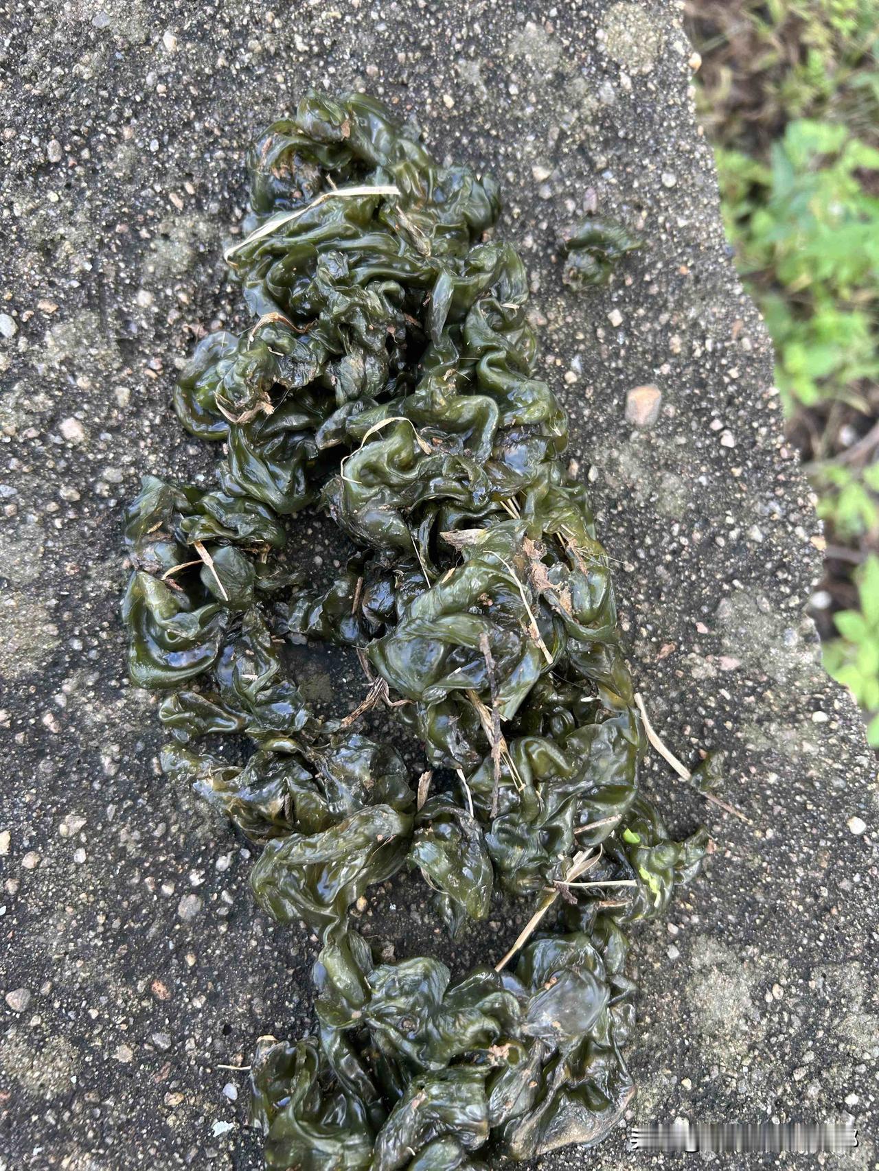 今天上山上摘野枣，发现了一些像木耳一样的植物，家里人说这个东西可以做鸡蛋汤，炒鸡
