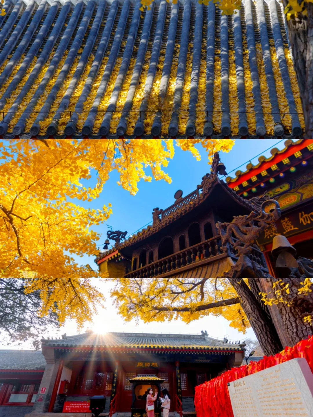 红螺寺千年银杏叶最新消息｜团建漫步赏景