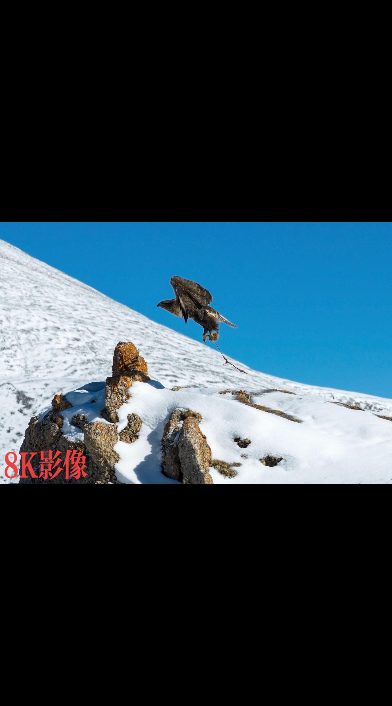祁连山的雪景美不胜收……

祁连山国家公园 爱护大自然保护野生动物