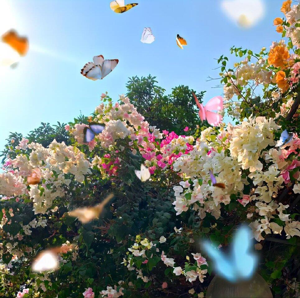 鲜花WeChat朋友圈背景图 .ᐟ‪.ᐟ 夏日企画