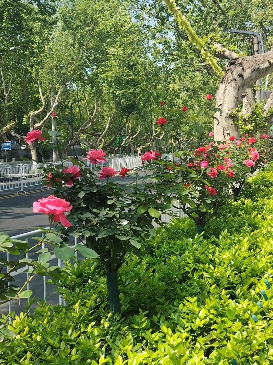 人到中年，千万不要让自己活成机器。我每天要坐公交车上班，今天我所在的城市举行马拉