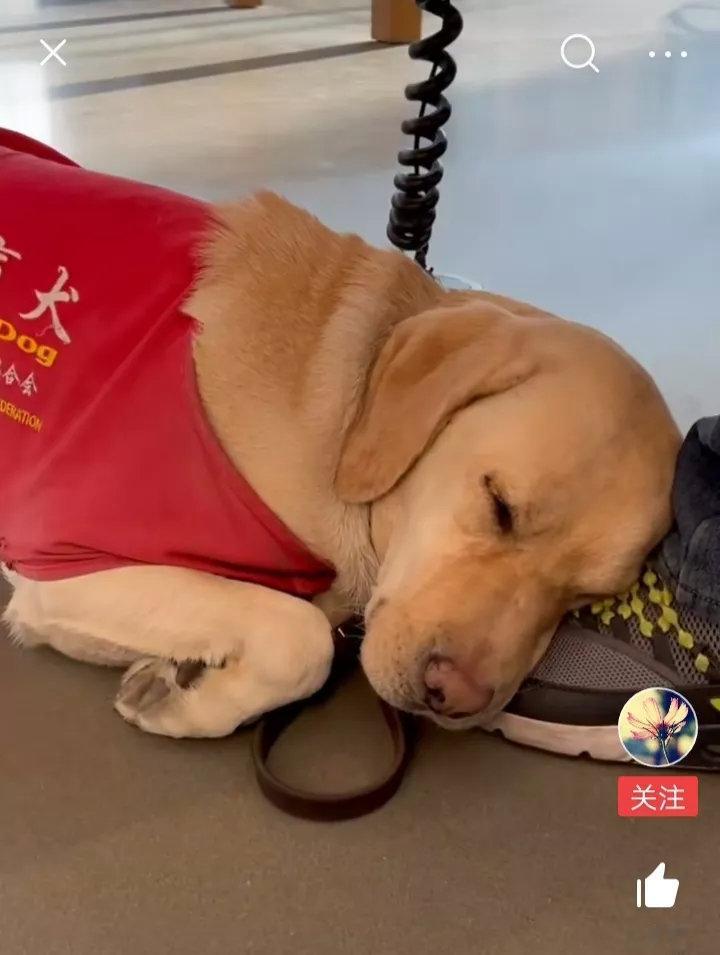 导盲犬太累了，在主人的脚上睡着了。从陪伴主人出门的那一刻，它们便开始了高强度的紧