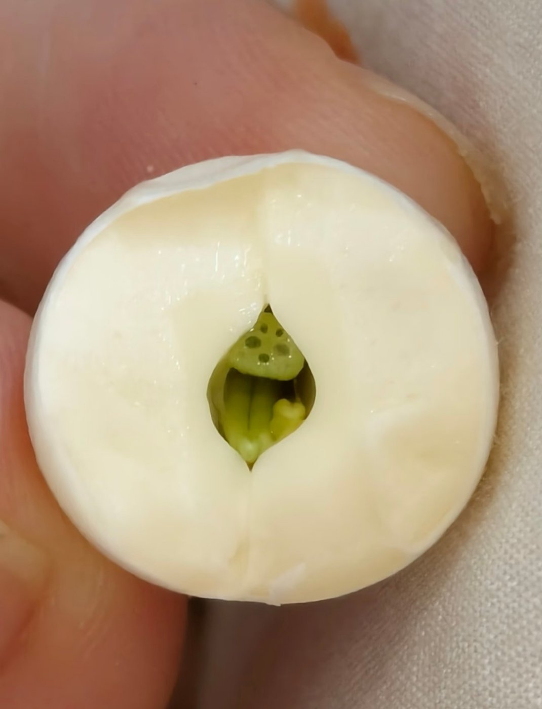 发现莲子的隐藏彩蛋🥳剥开新鲜莲子被惊艳到！莲心里居然住着迷你小哪吒身形小小软软