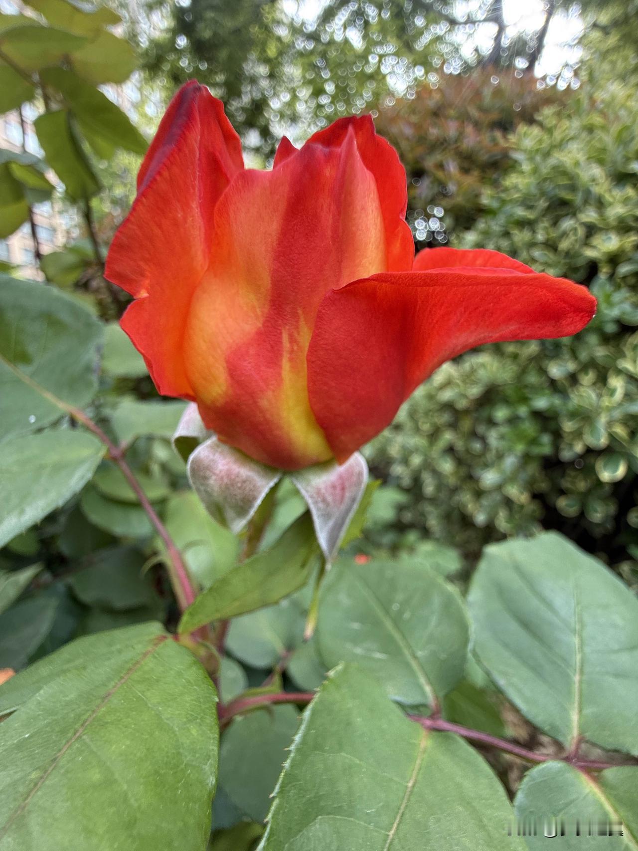 【小对联】
上：……？
下：冷美人。