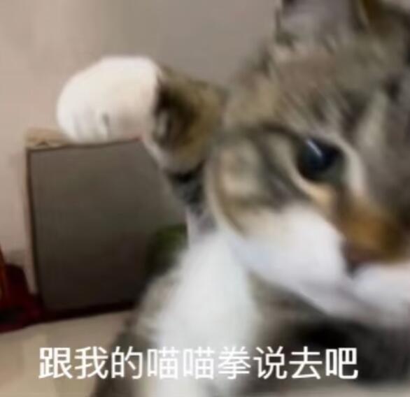 我是不会停止收集这种meme表情包的！！！ ​ ​​​
