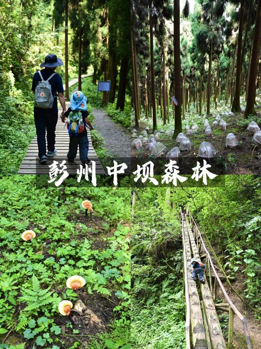 中坝森林徒步全攻略‼️在“暮光森林”里追松鼠