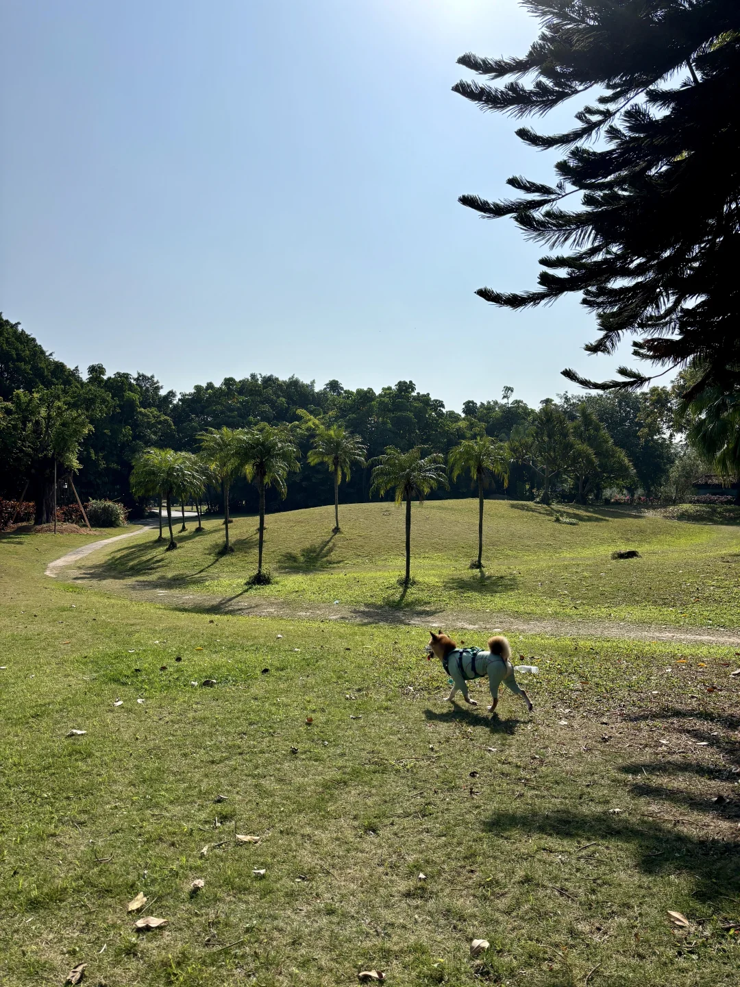 意外发现的小狗秘密花园💐
