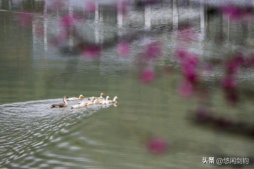 水暖春归鸭先知