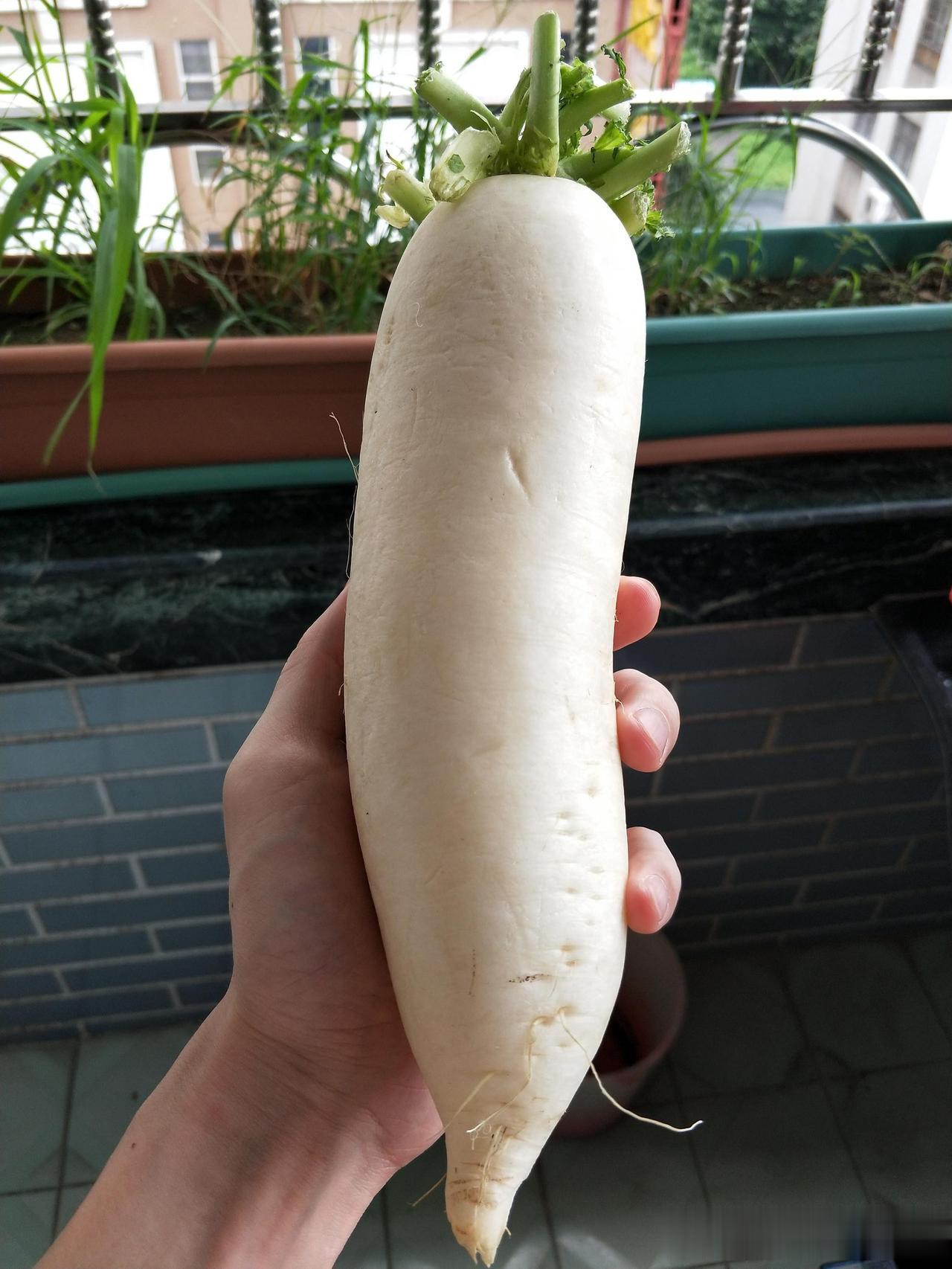 孩子积食有内热，喝这一碗水就够了
 
门诊上很多孩子食欲不好，嘴巴臭臭的，睡觉乱