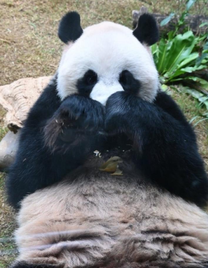 林安安这波 “熊猫式比心”，直接把姨姨们的心都融化了！
看它坐在草地上，两只小肉