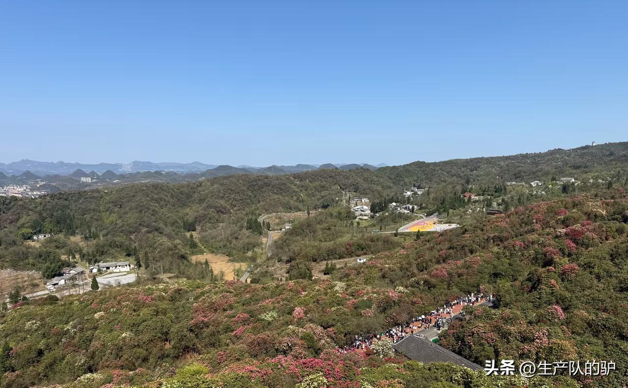 百里杜鹃实况吐槽
真的很无语，居然还有人帮景区洗地：说花期就开一个多月、山路窄陡