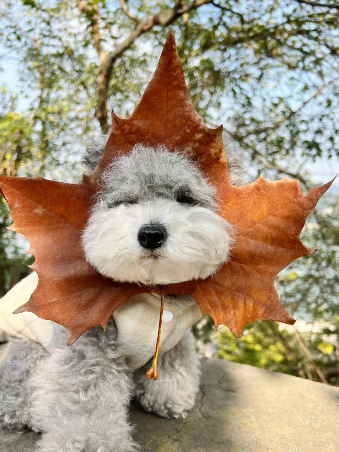 还行吧 也就亿点点可爱🍂