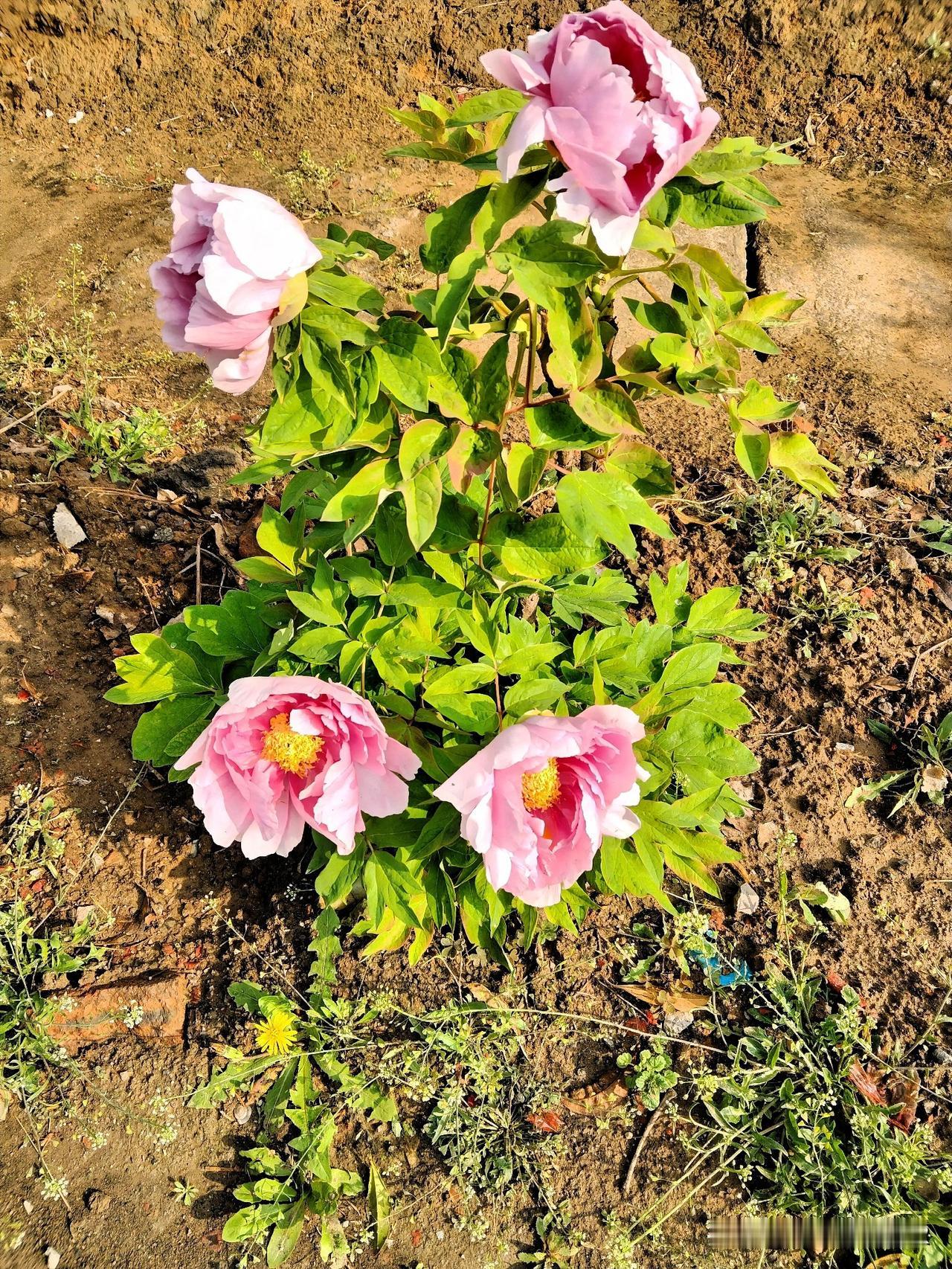 春渡万山花开，
秋观千树叶落。
       冬去春来地暖暗流，给山川大地输送水