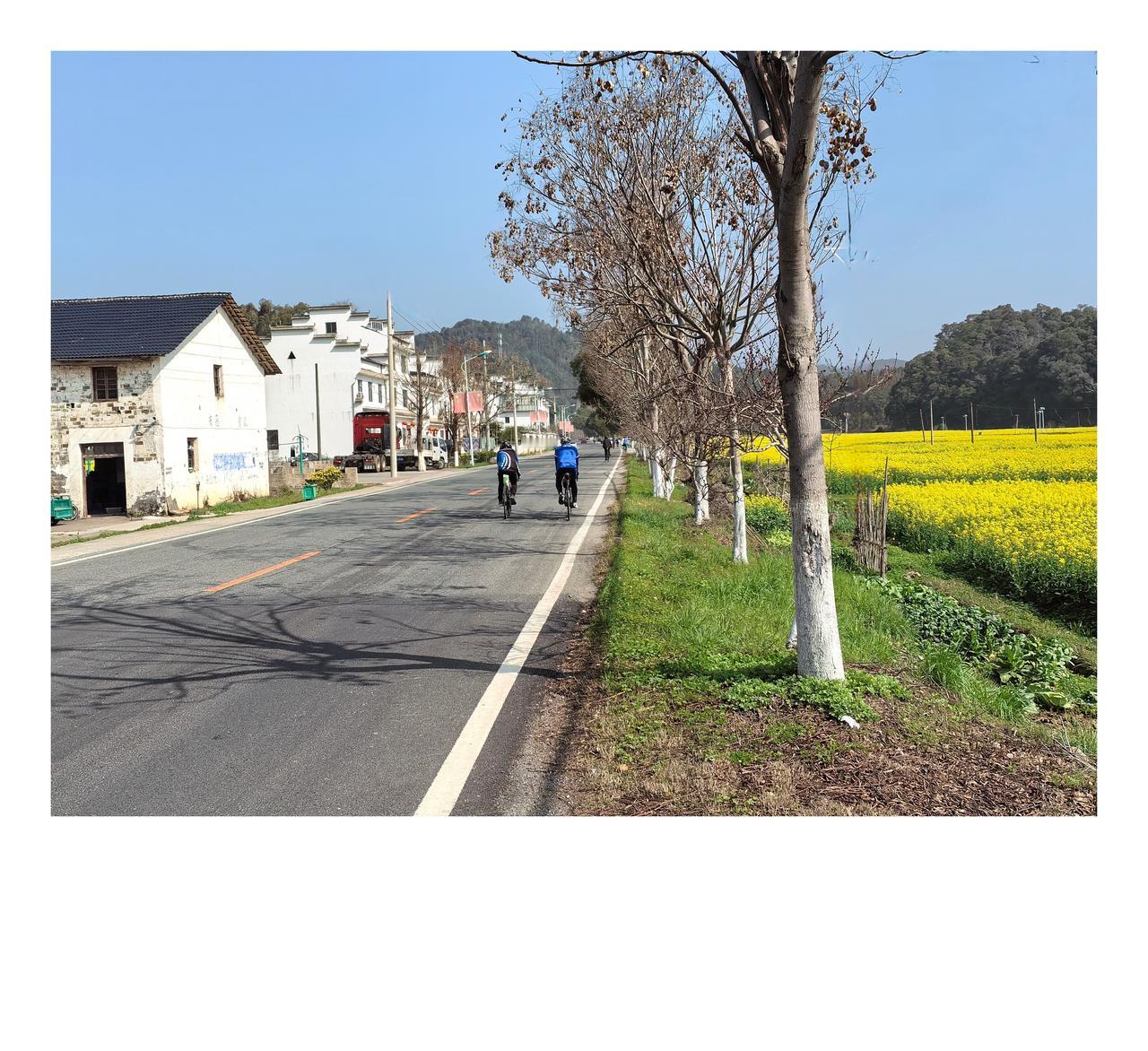 分享油菜花照片周末团骑，打卡婺源县赋春镇。金灿灿的油菜花盛开。