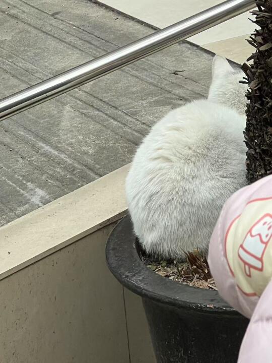 小猫兔兔（无尾版）