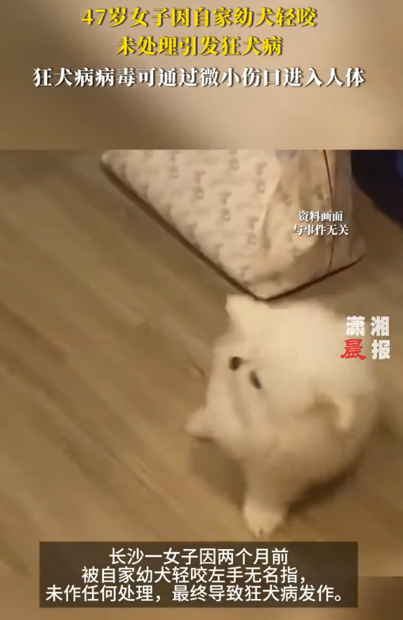 女子因幼犬轻咬未处理引发狂犬病 自己家的狗都有狂犬病吗？？ 自己家的狗都没有打针