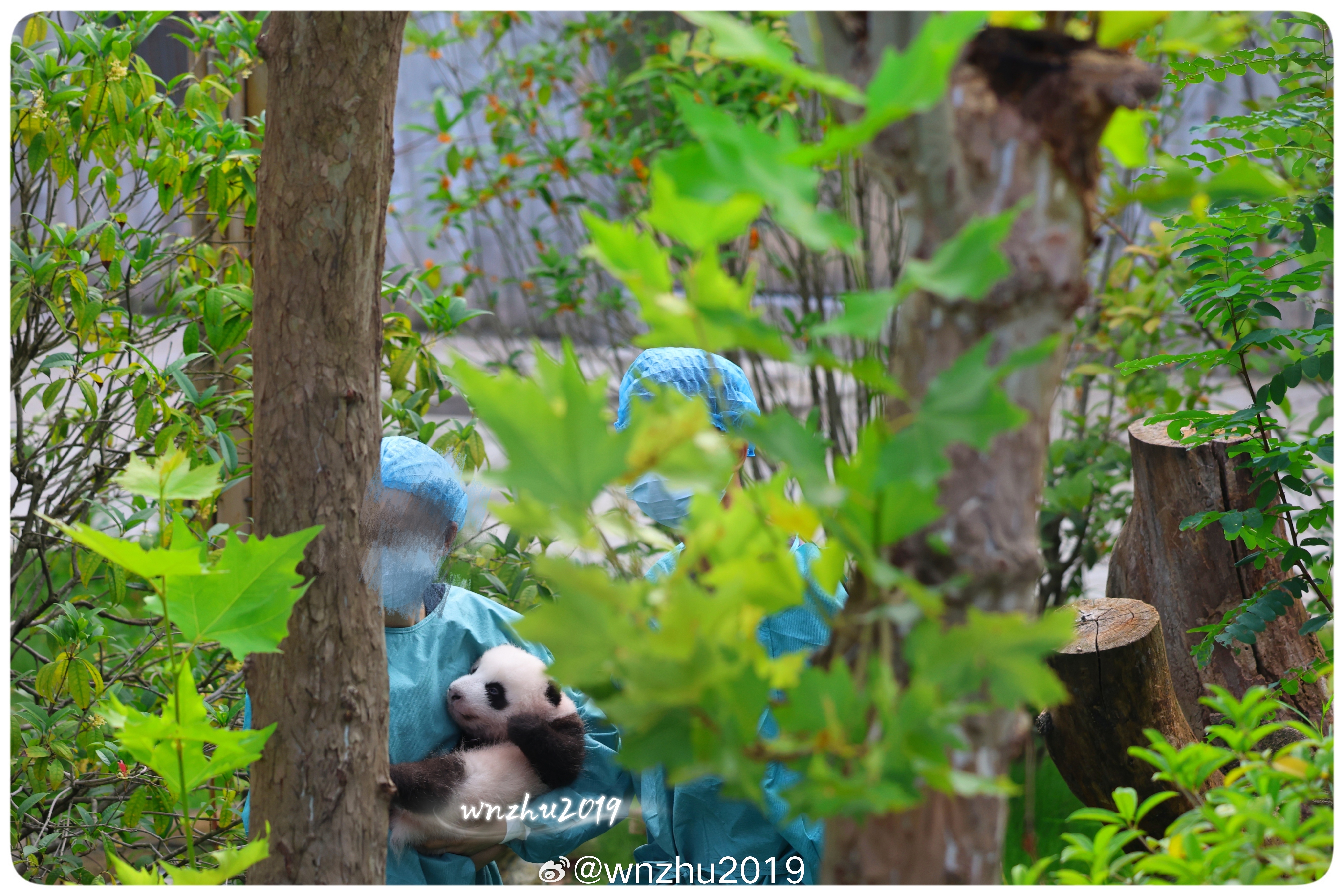大熊猫福禄 福禄生日快乐呀！当时惊鸿一瞥的拍到过她的崽崽，和小熊友们坐着篮筐基尼