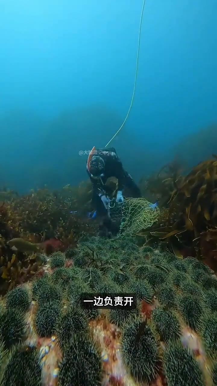 海胆捕捞趣事。
你知道潜水员为什么每次捕捞海胆时都会专门撬开海胆给鱼群吃？很多人